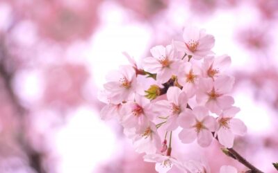 4月3日(水)：Sakura Walking Tour