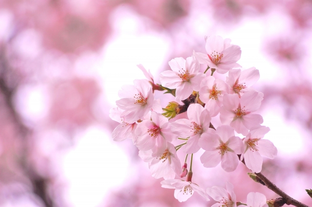 Sakura Walking Tour