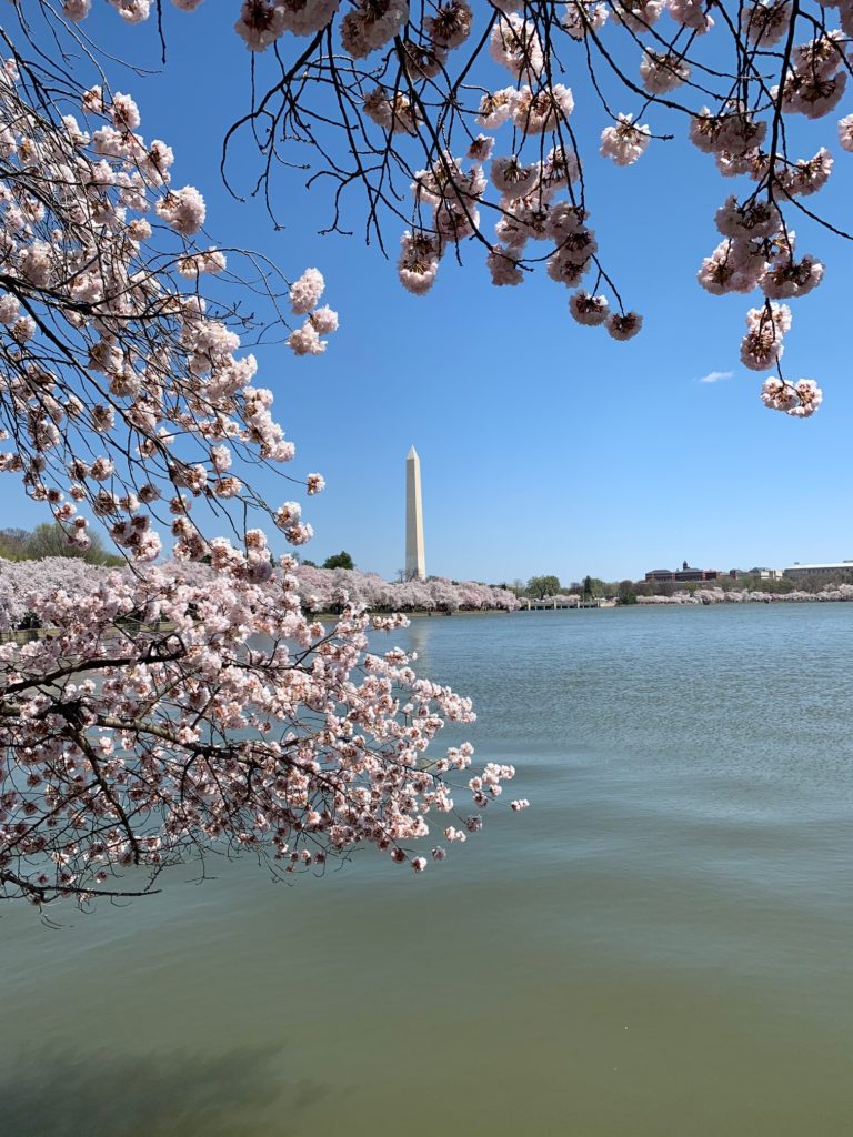 Sakura Walking Tour